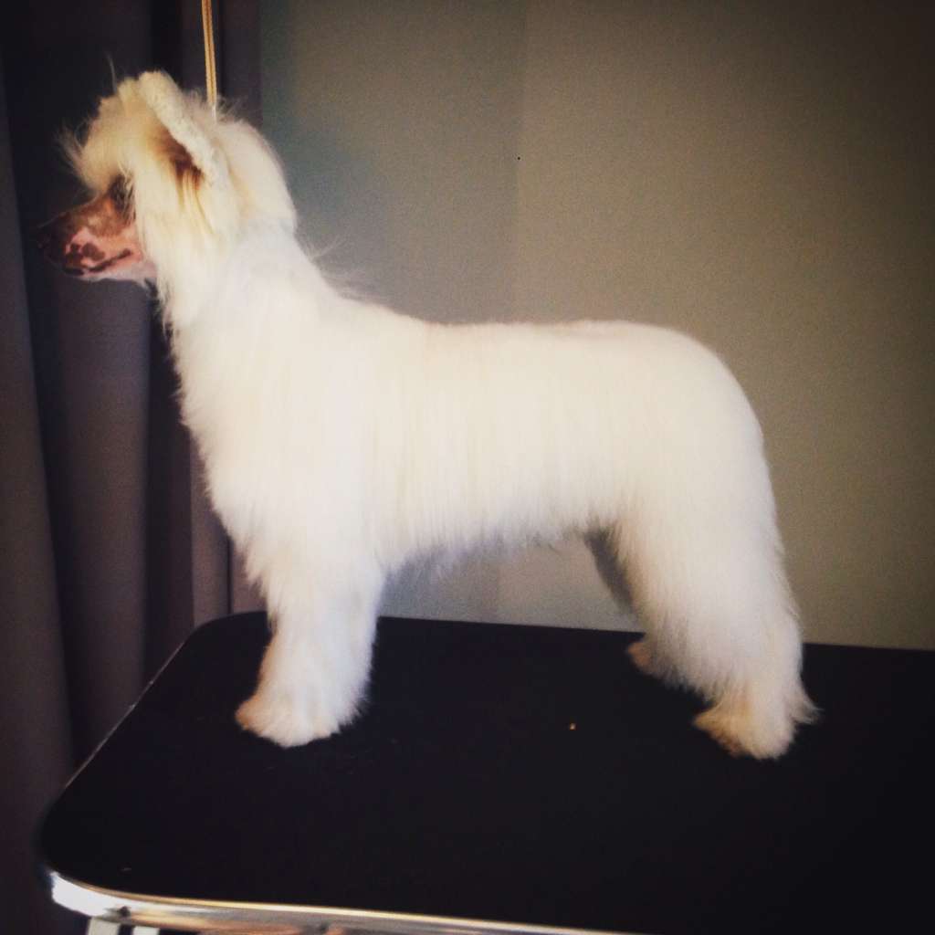 BBPISS Krescendo A Knight's Tail