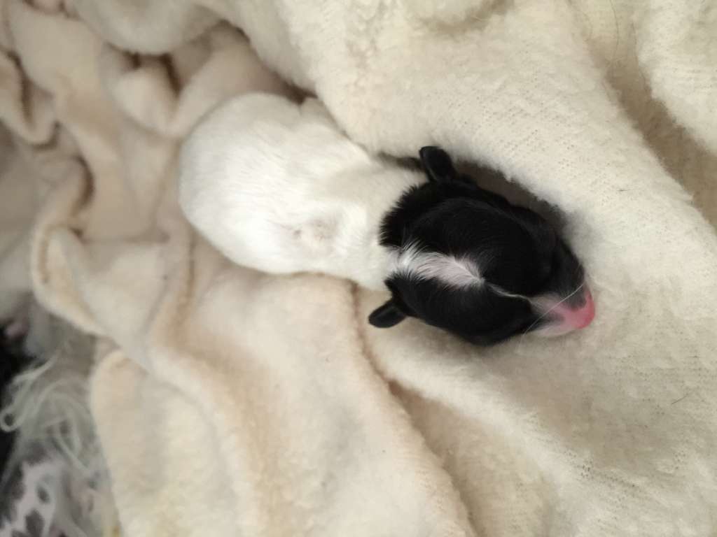 Friesen's Jäger Bomb at Gardine