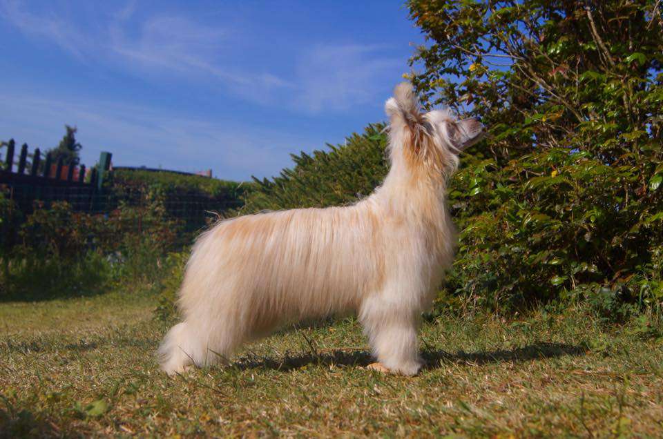 Sol'tanto Go-Go Girl