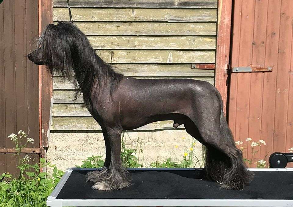 Maybell's Wolf Gang Leader