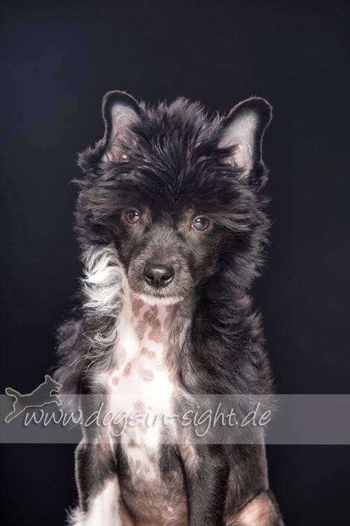 Boss Hoss von Natelberg