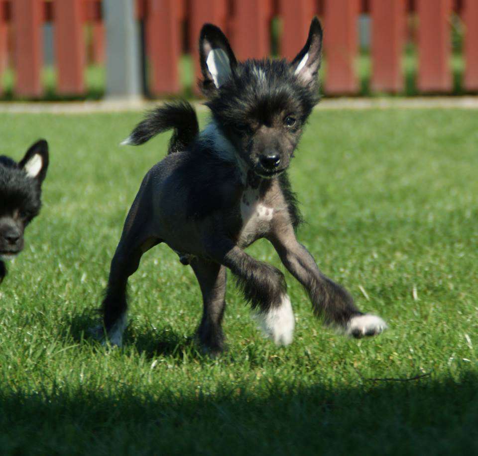 Barmbek Dream Boy von Natelberg