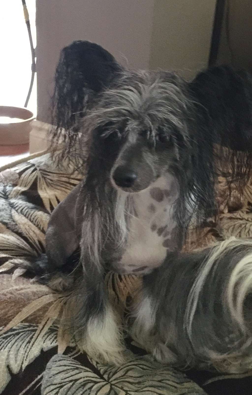 Swindler Gone Rogue at SecretHaven