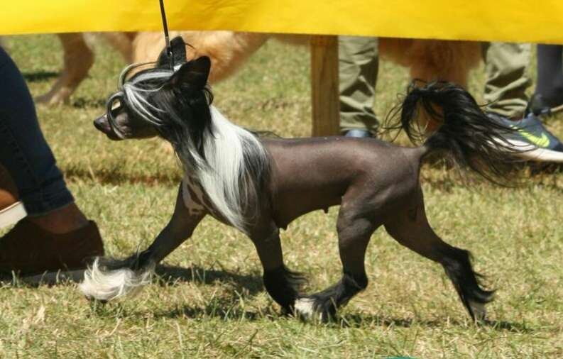 Volcancrest Mauna Kea