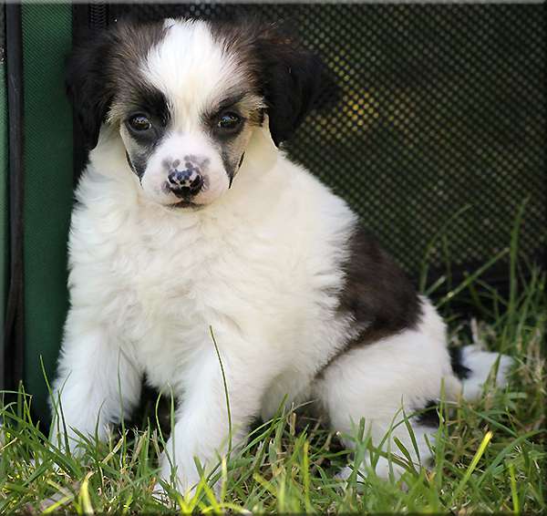 Marachinos Ultimate Secret