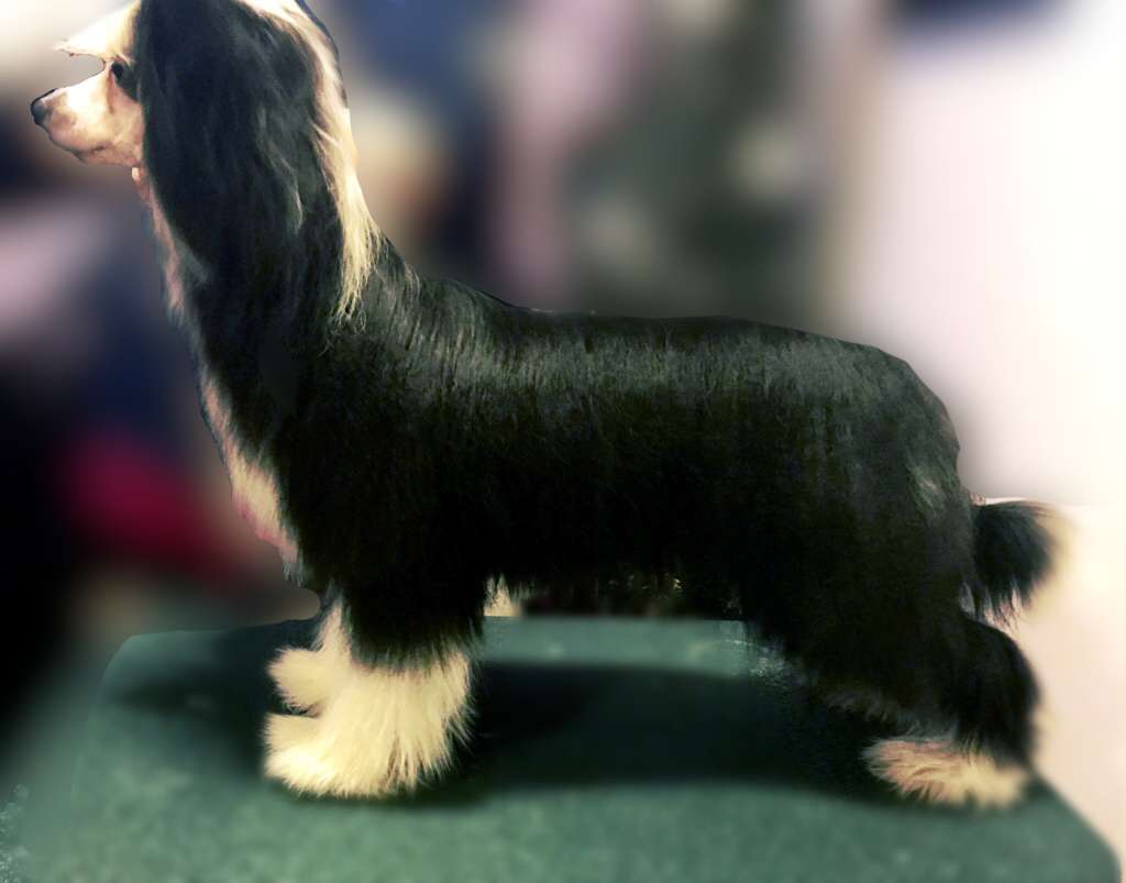 FaeryDreamer N' Les-Lee's My Interpretation