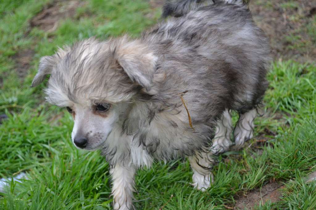 Eventyrvannets Alvrun Alveprinsesse