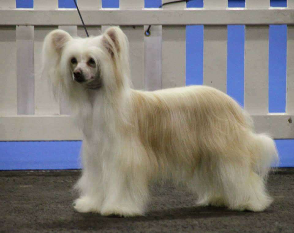 Chezic Mackushla Devine