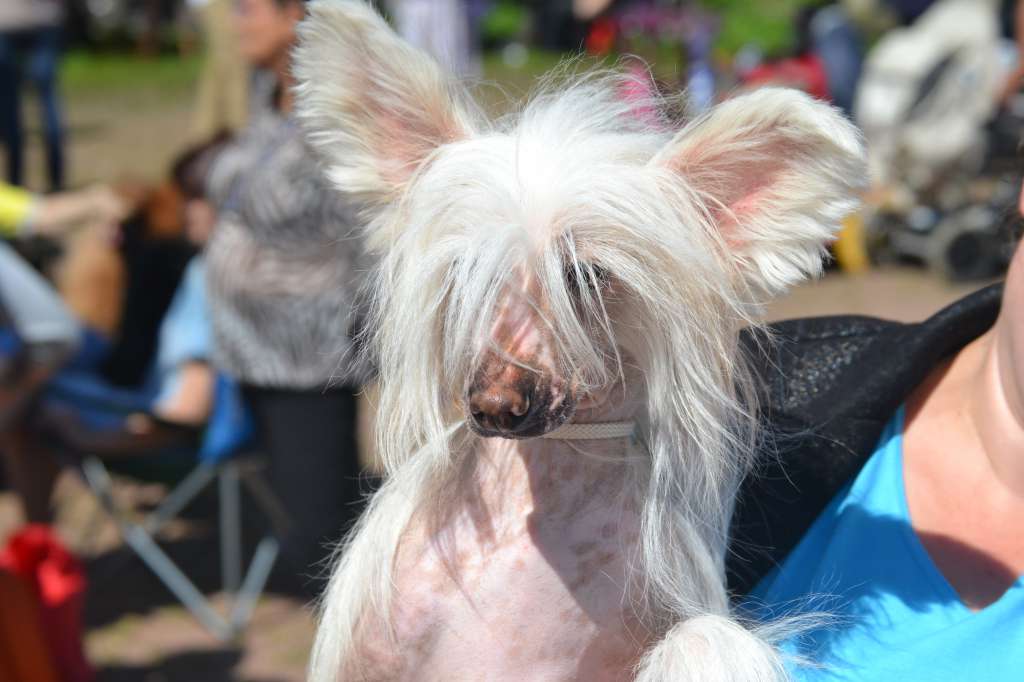 Fantastik Kashmir Jak