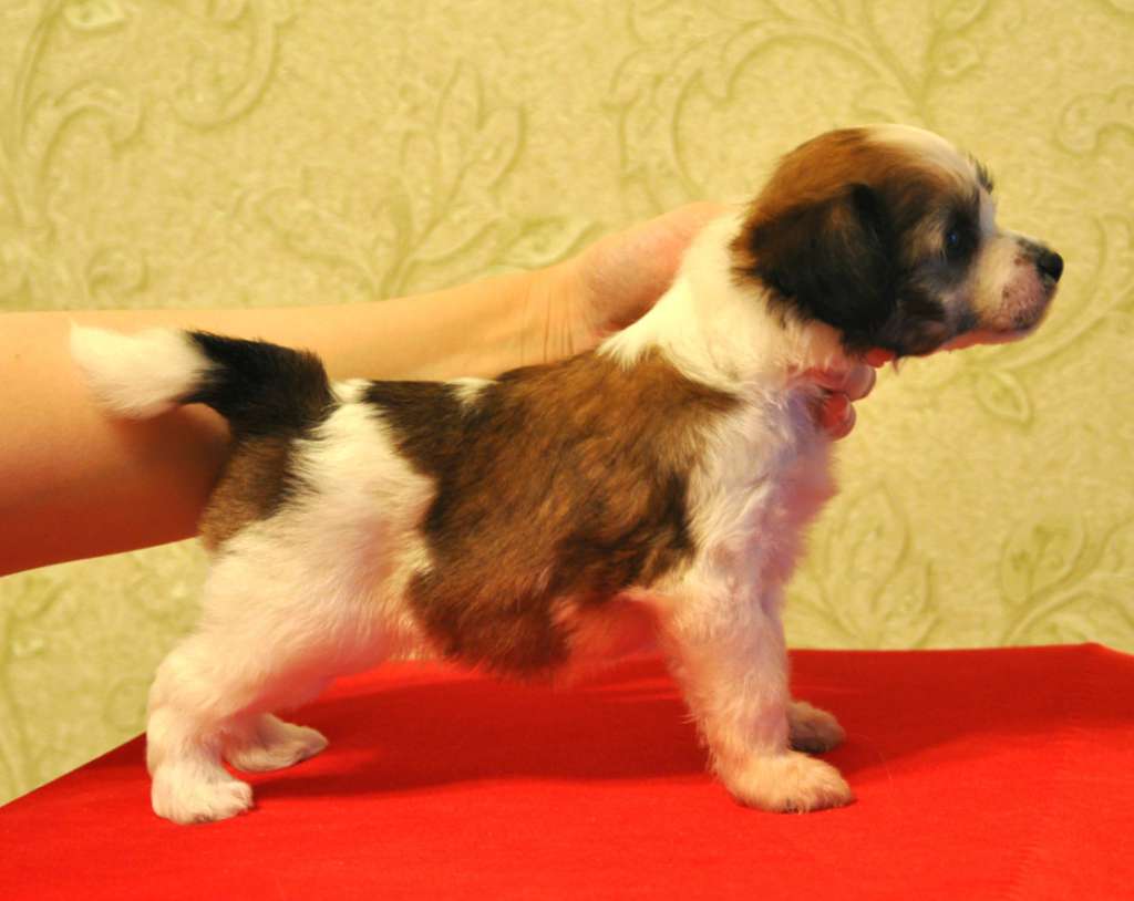 Crystal Soul Emilio Rosso