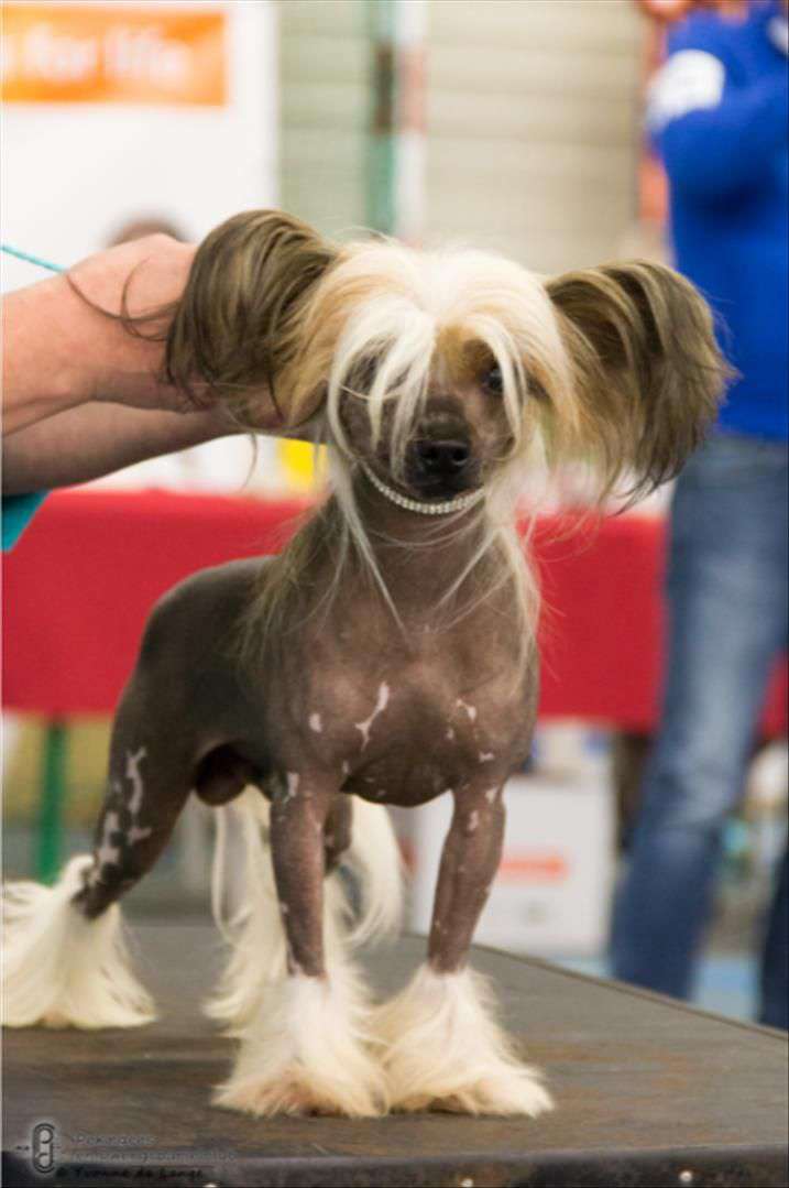 Jealousy Allowed of Roxy's Pride