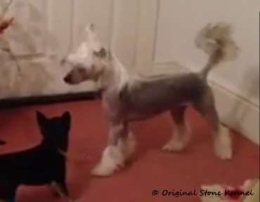 Original Stone Leyburn