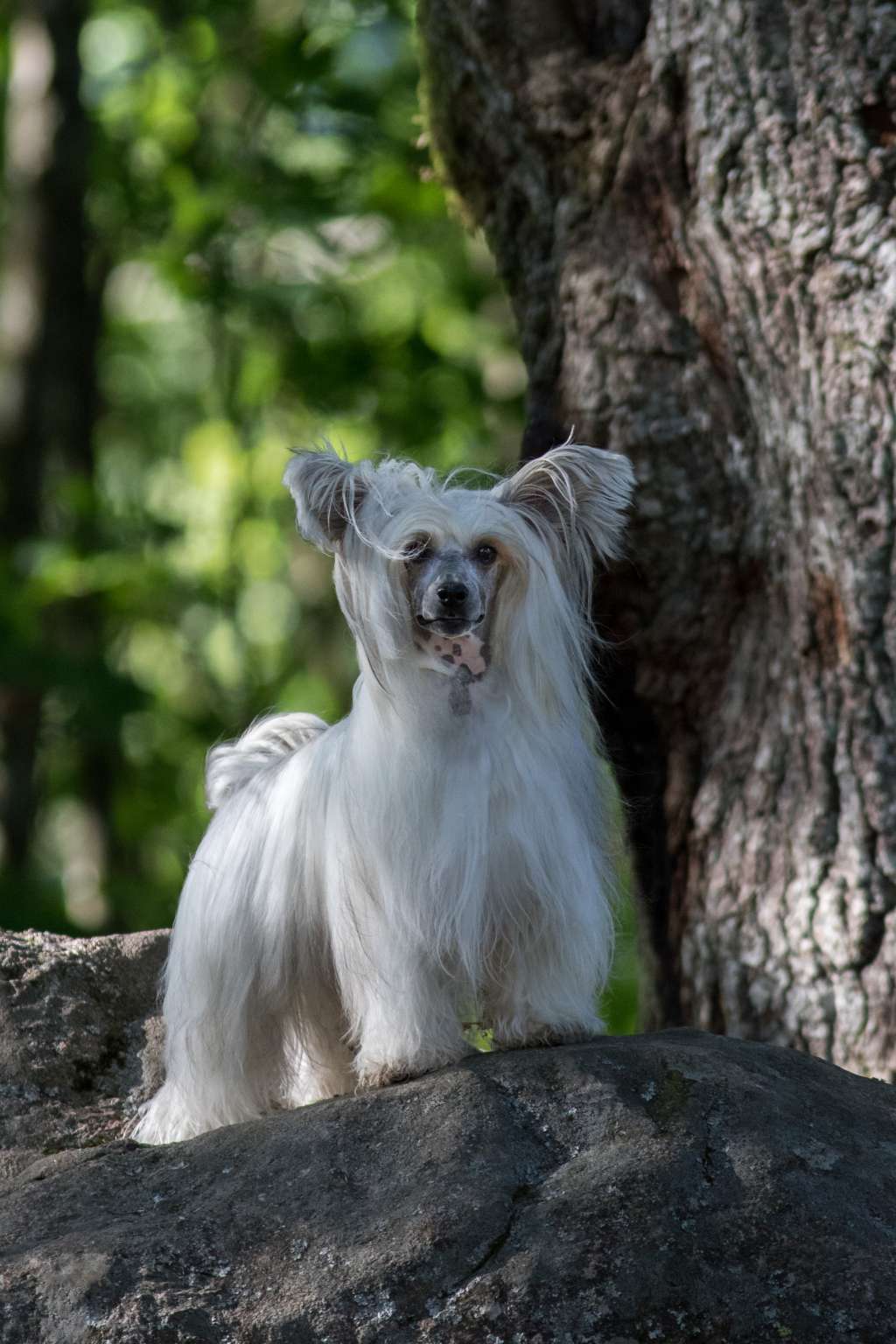 Twice as Nice Sparkling Joy