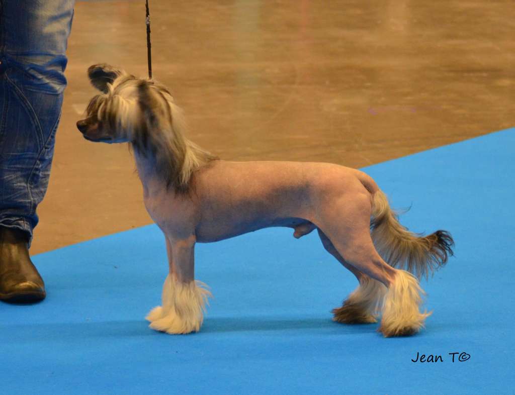 Twice as Nice Sofa King Jake