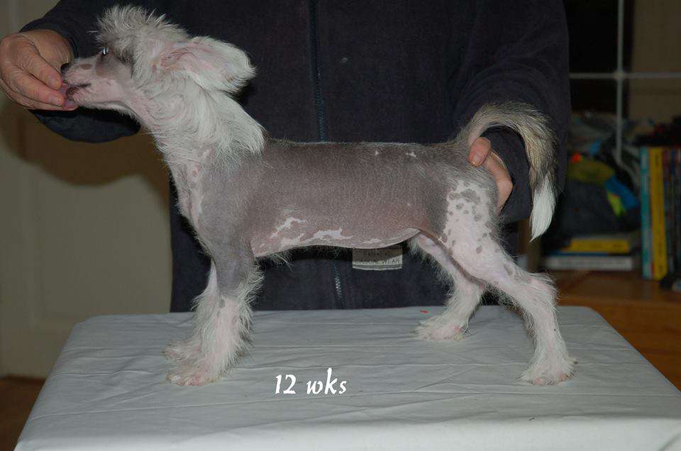 Mooncrest Jade Princess