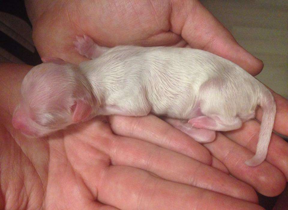 Belua Mea Victorious March