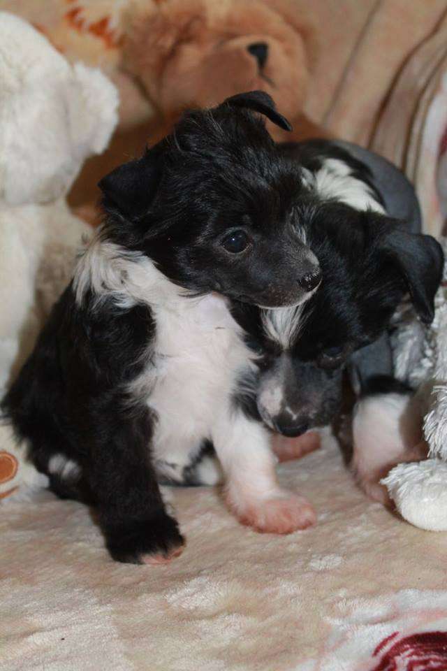 Kredo Festa Fleur De Lis