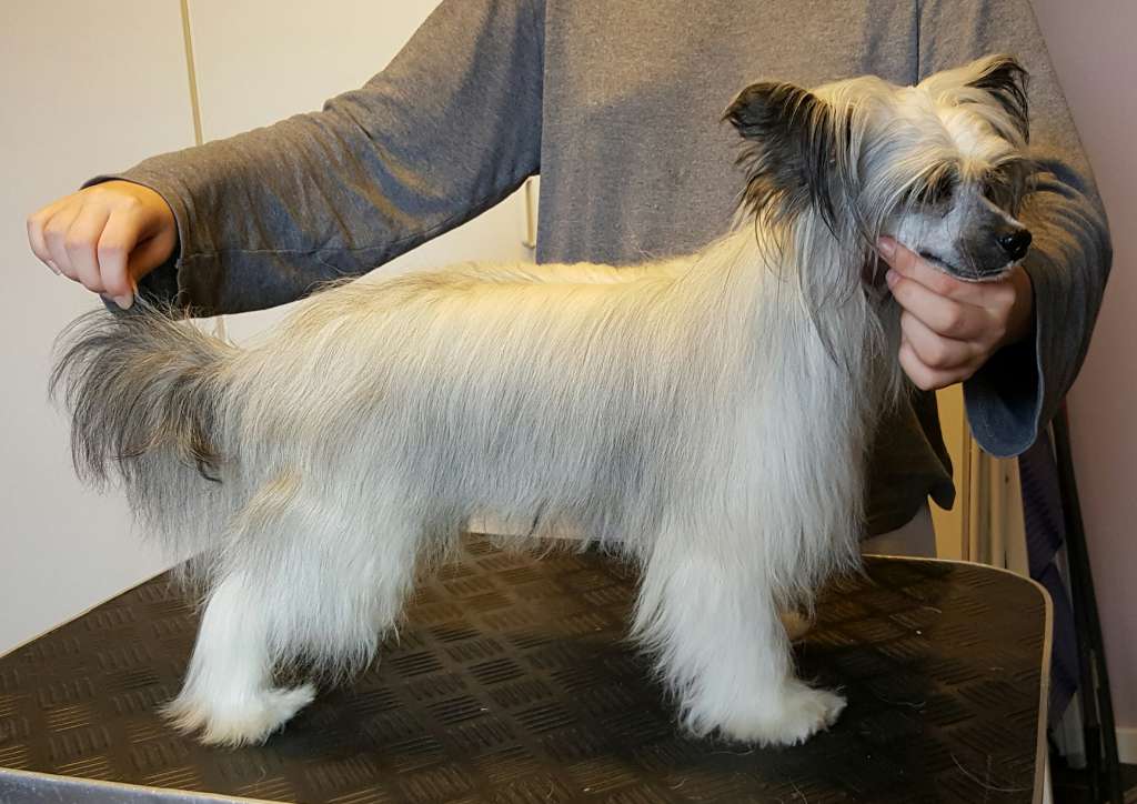 Ring Rider Care Bear