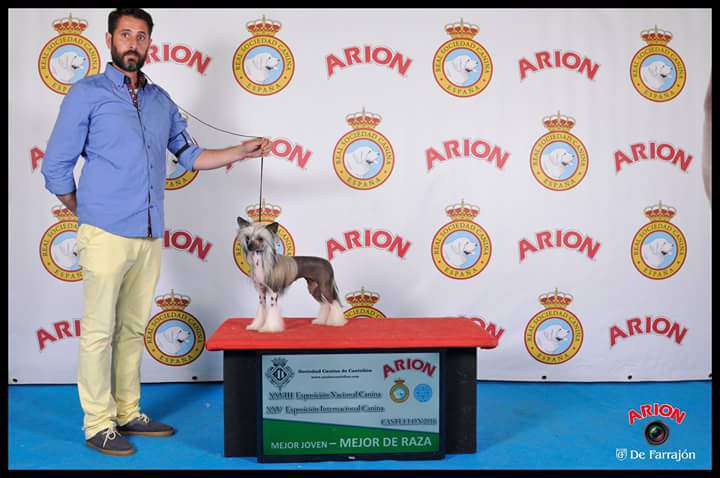 JCH. Yam Mey's Blaze of Glory