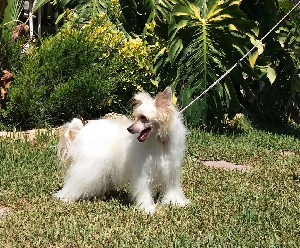 Yam Mey's Budweiser Best of Beer