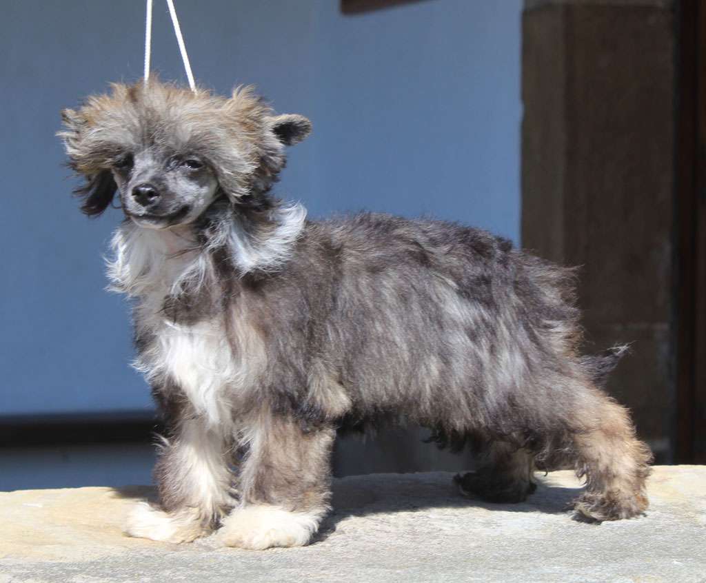 Galaxy princess de Almamasan