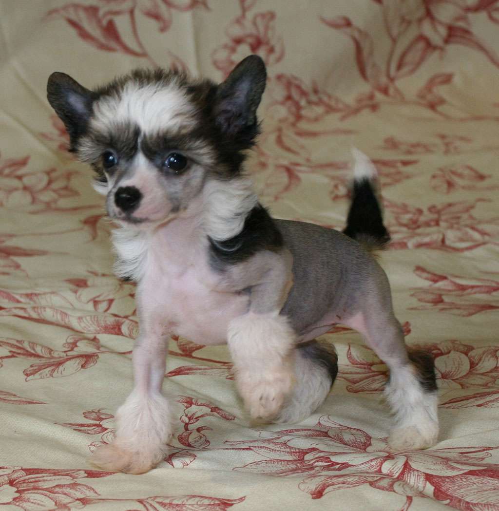 Forever happy de Almamasan