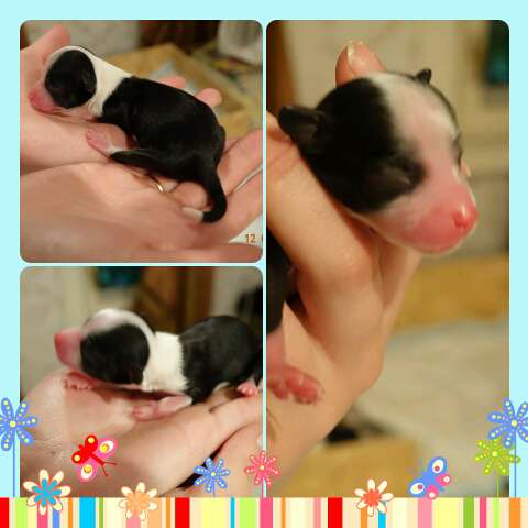 Fiery Fame Joy Of Life