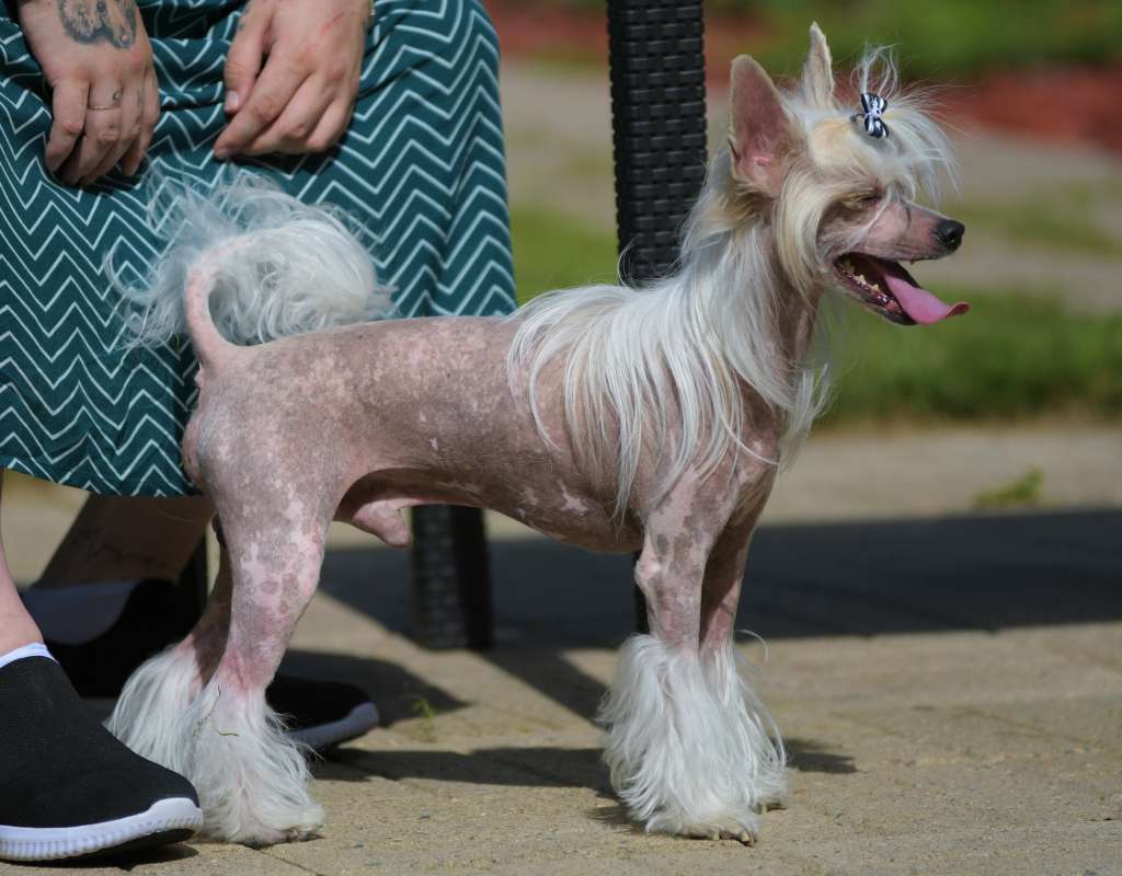 Pinky Twinky Rock U Like A Hurricane