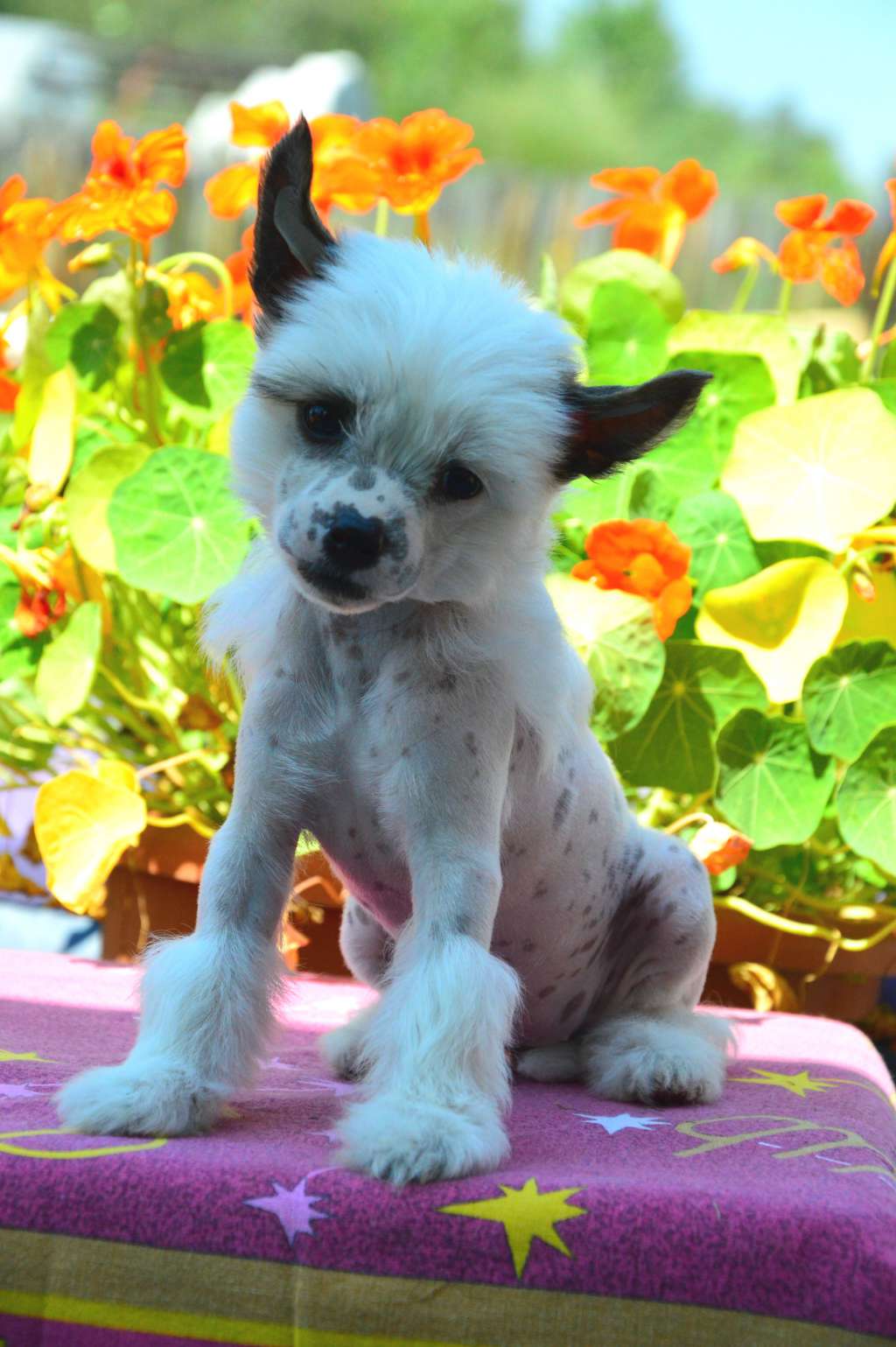 Baikal Dream Divina Djordjia