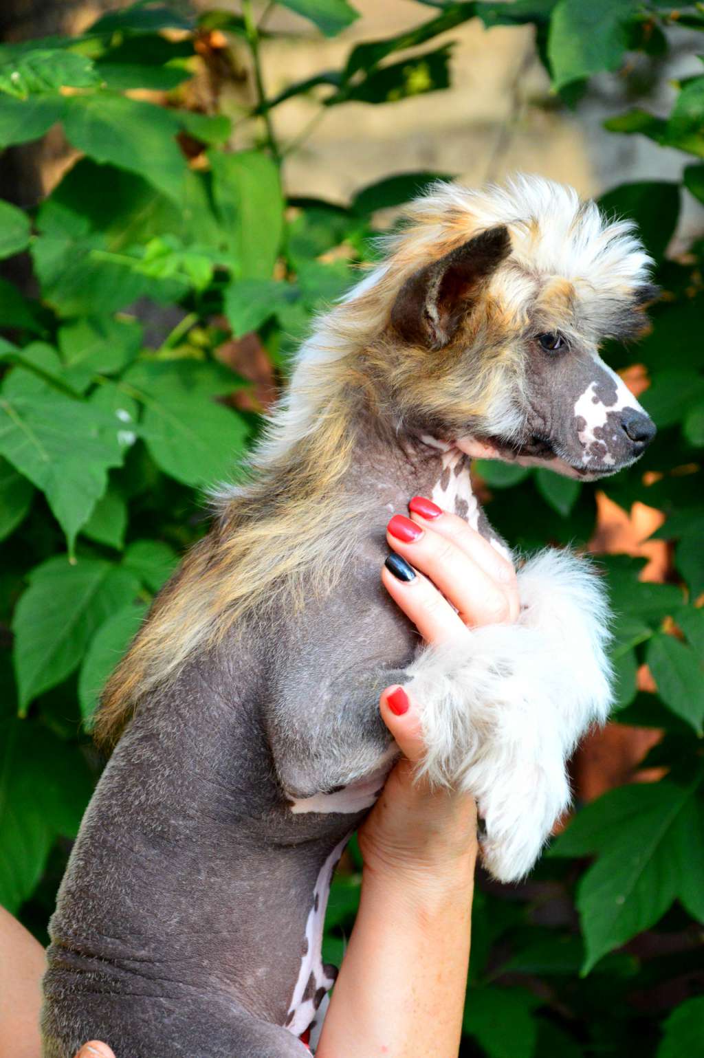 Baikal Dream Diagor Demetr