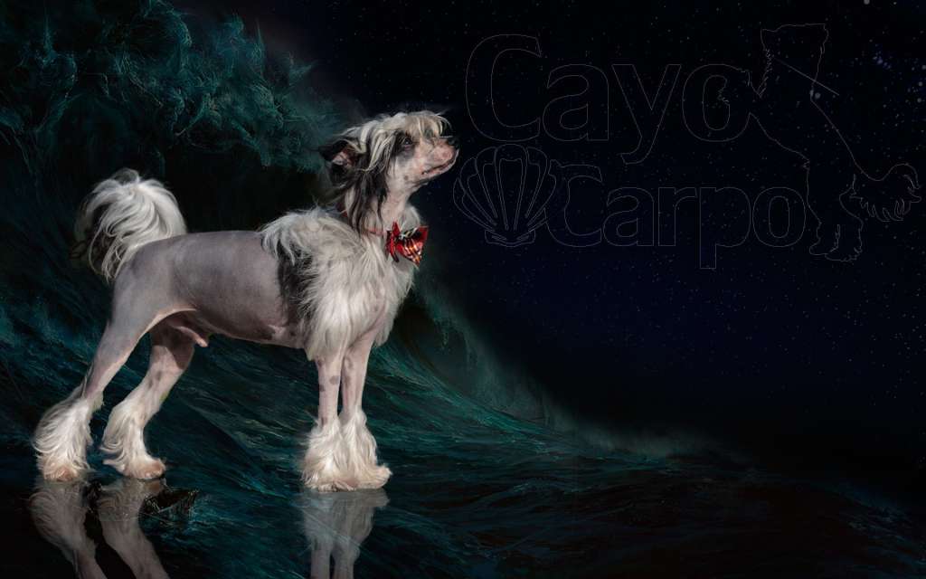 Zezinho Of CayoCarpo