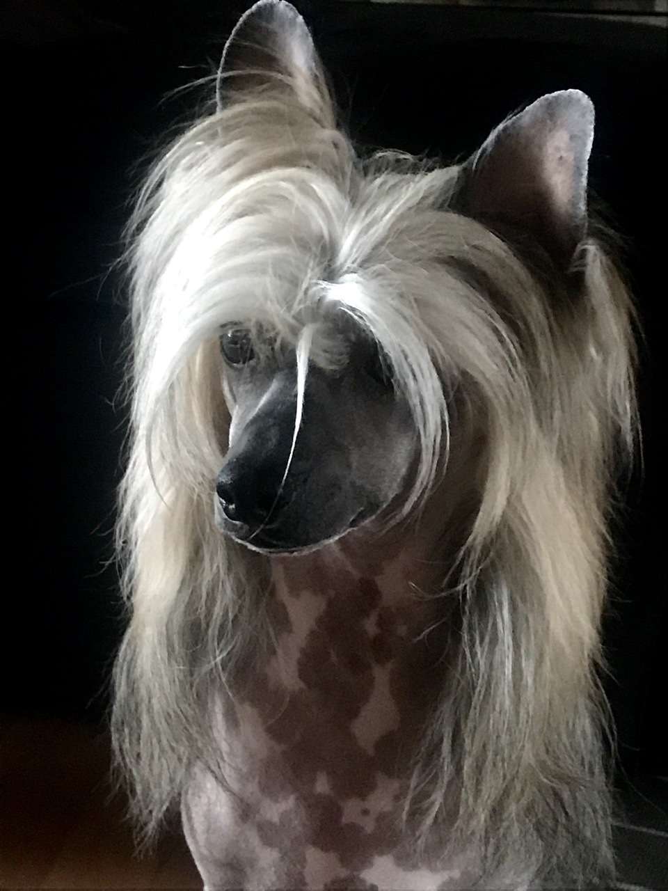 Bubbling Spirit Gino