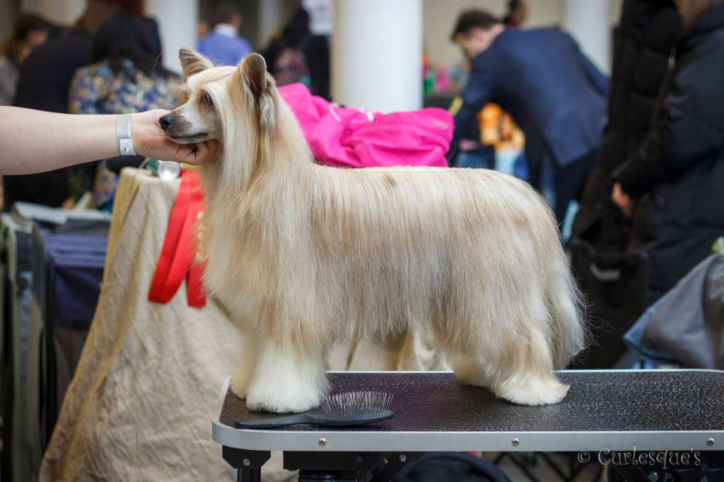 Curlesque's Little Stargazer