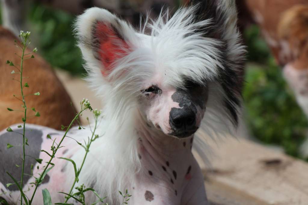 Bella Constanta Uinta