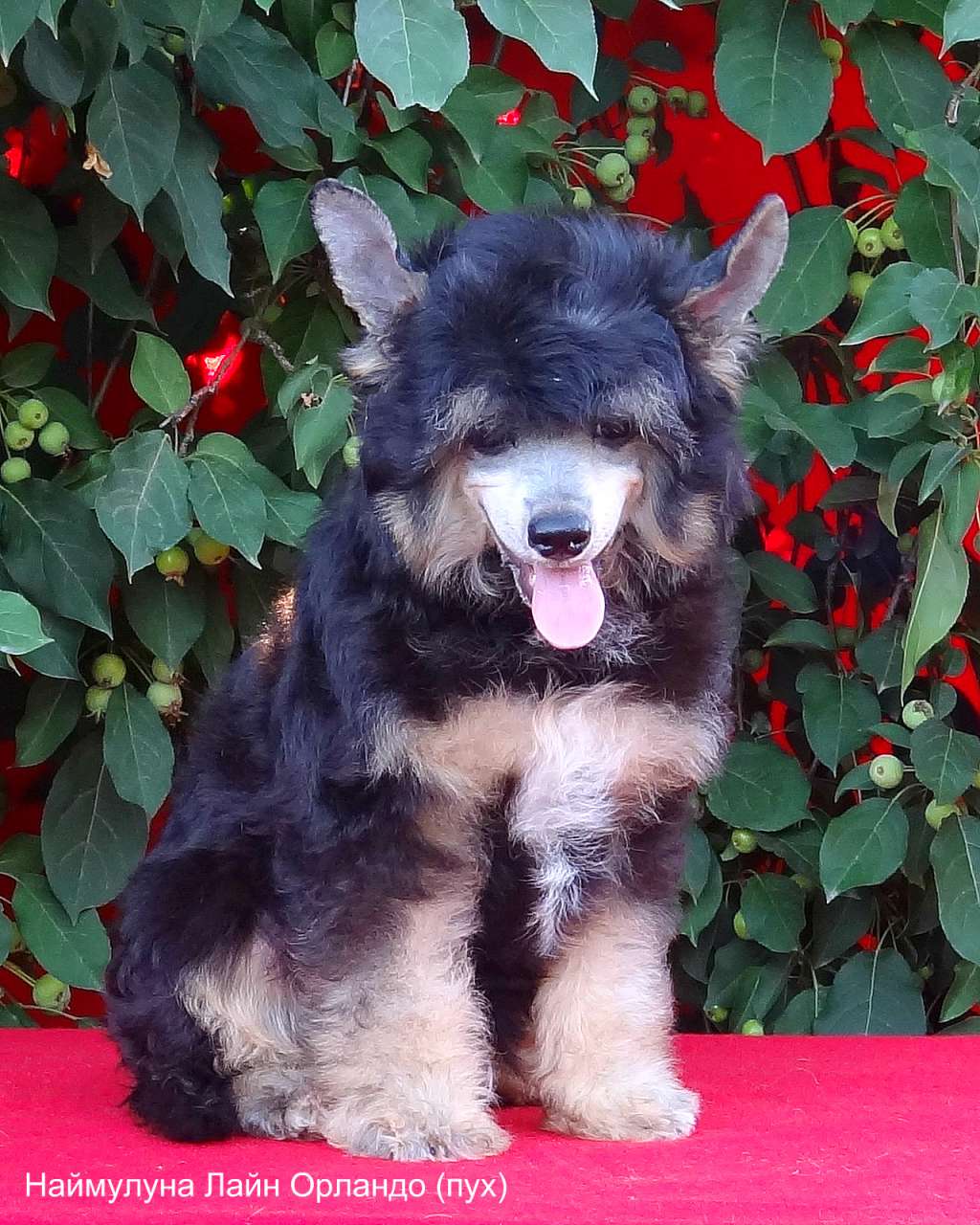 Naimuluna Line Orlando (puff)