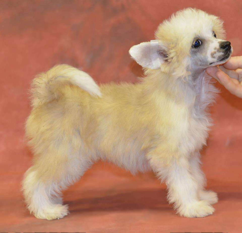 Legion Of Dream Pauline Is A Nice Lady