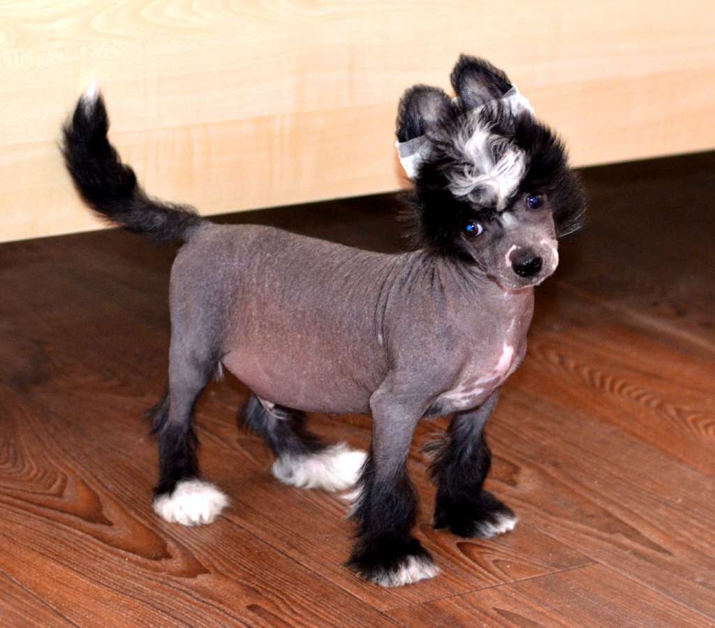 Legion Of Dream Success Close