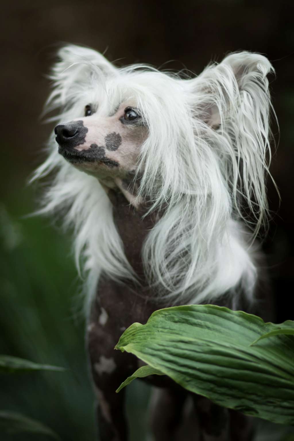 Alegra Noticia Mali Zmaj