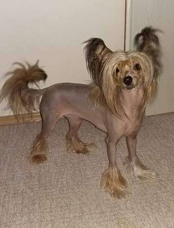 Awi-Lillia Arth Tintagel