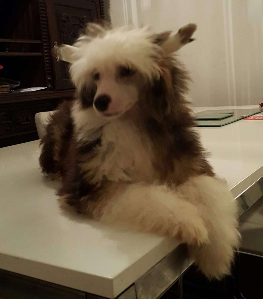 Night Whisper Loveland Fantasy