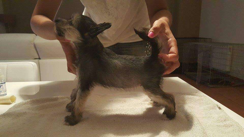 Hook DarkPirate Loveland Fantasy