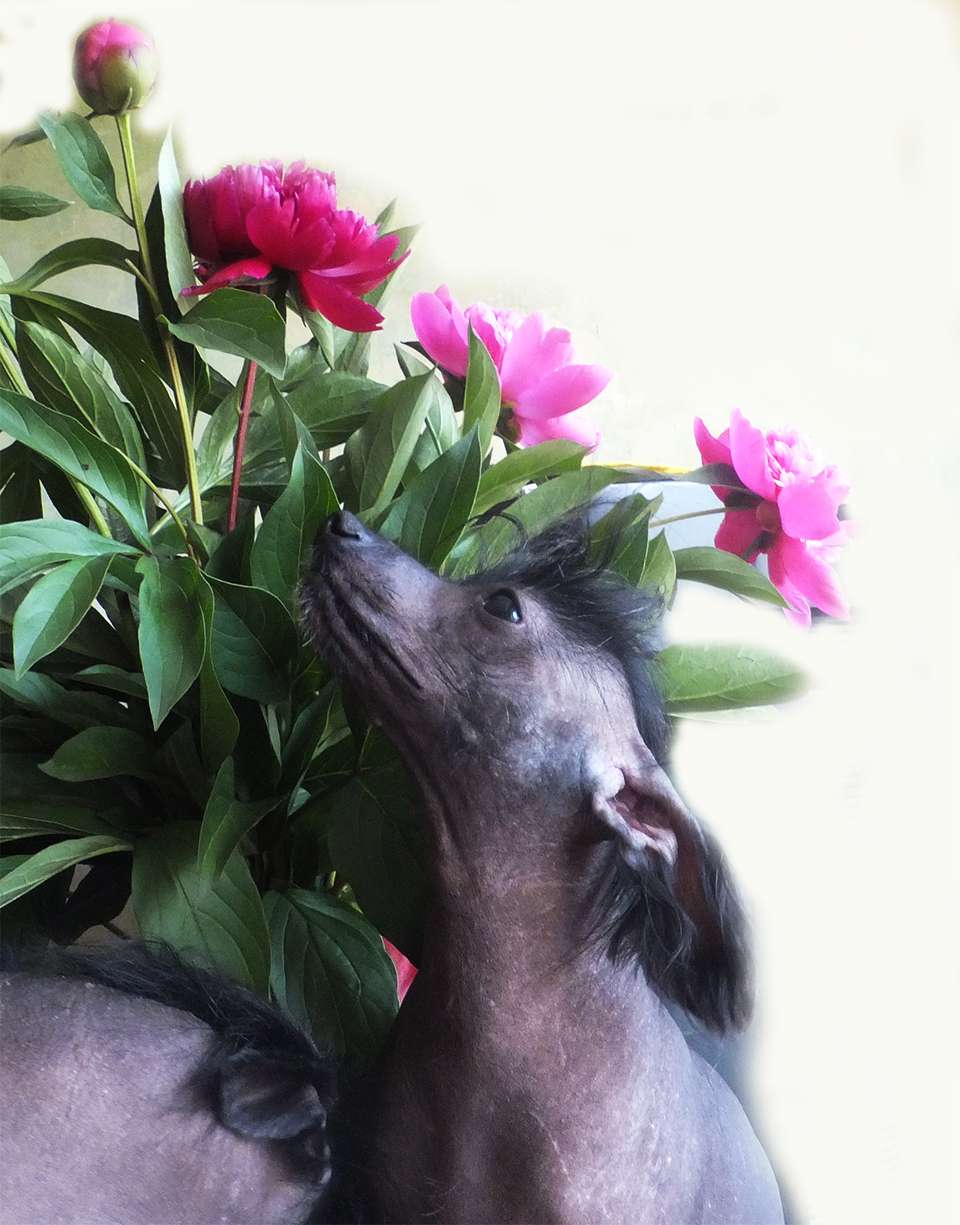 Rugen Miko Ursy beauty