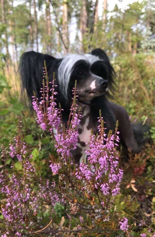 Kaitlin Jetaime Mirbon's