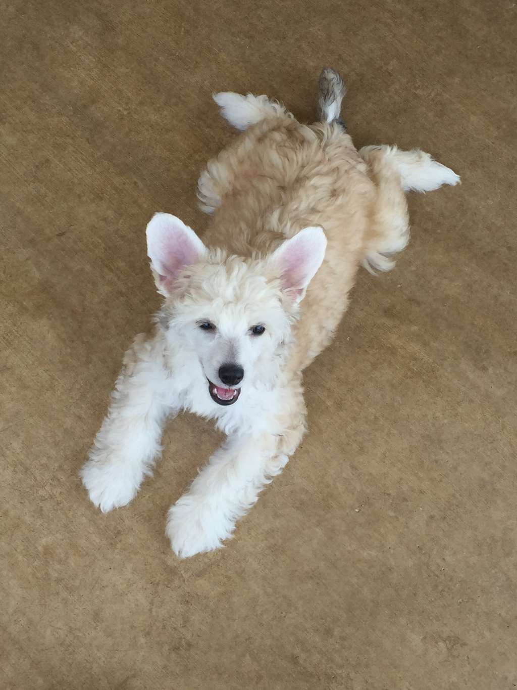 Confetti's Designer Locks