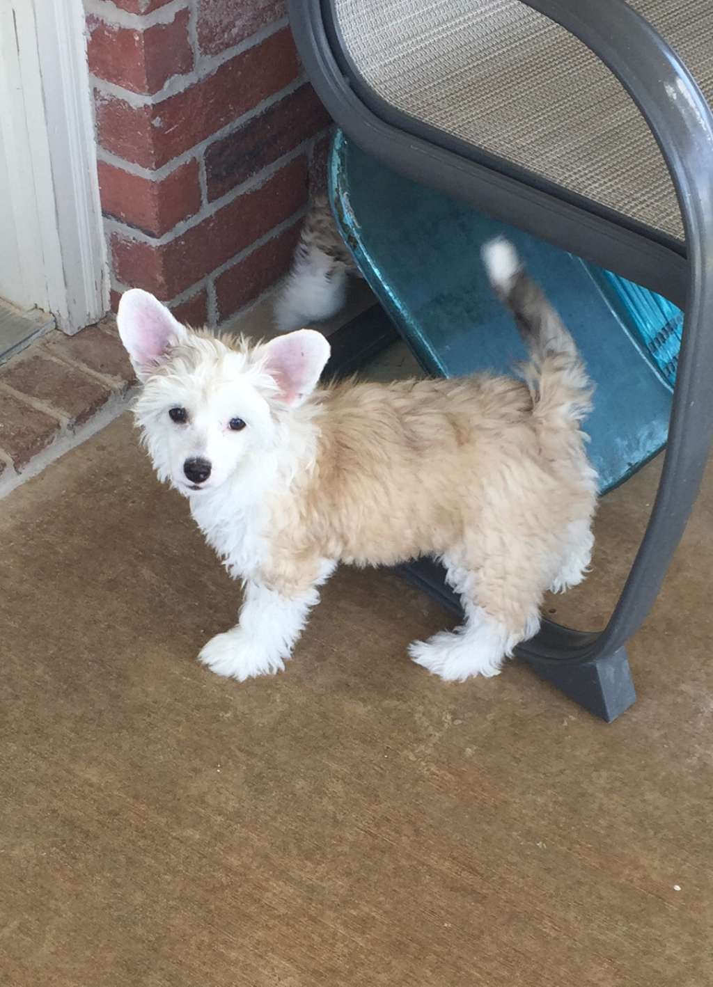 Confetti's Immaculate Design