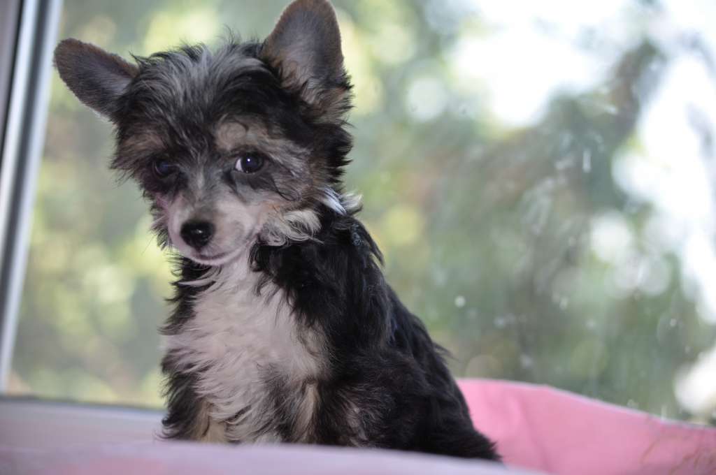 Lilush Black Moon Dneproskoe solntse