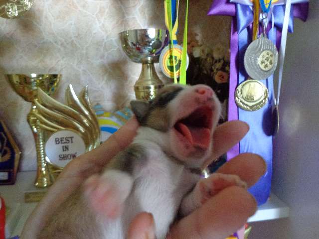 Liam Dneproskoe solntse