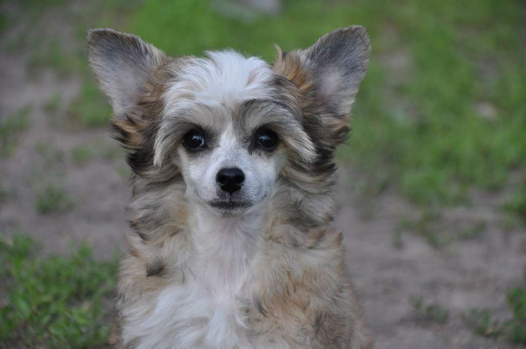 Nemo Barni Winning Smile