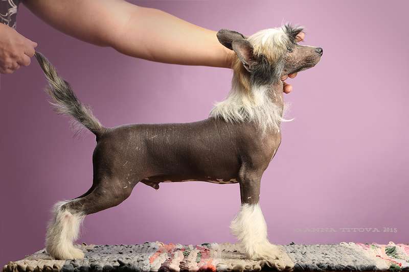 Gidaori Western King