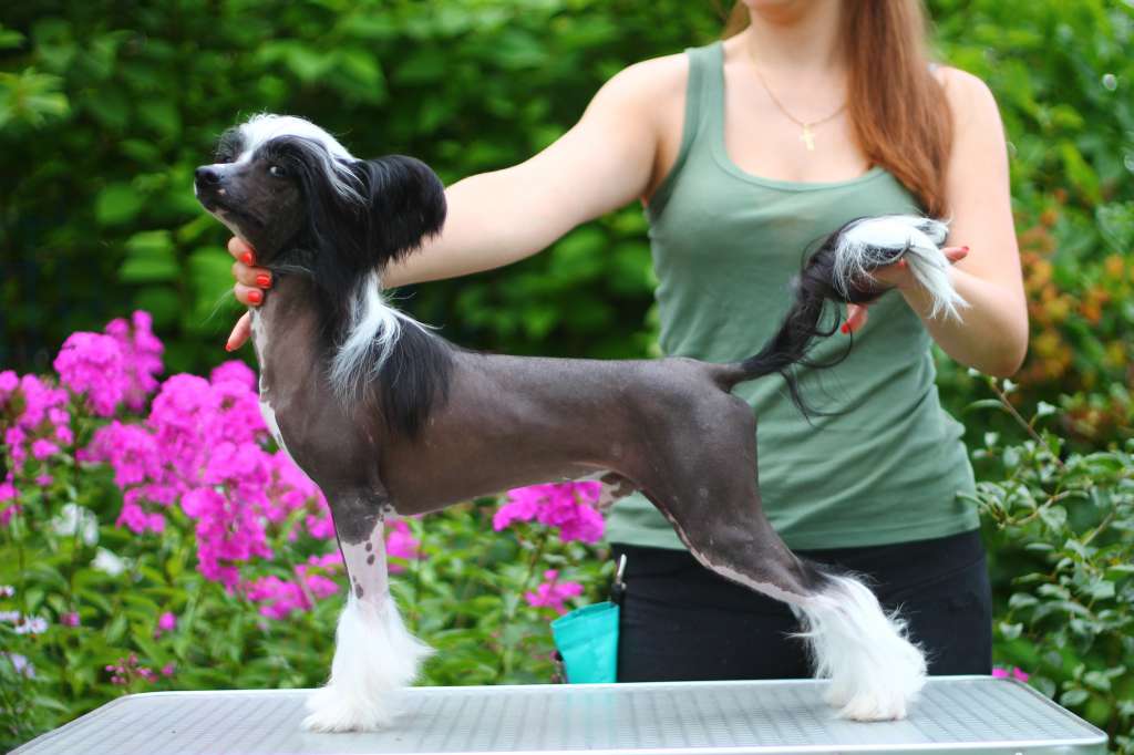 Darth Vader Shadow Dog